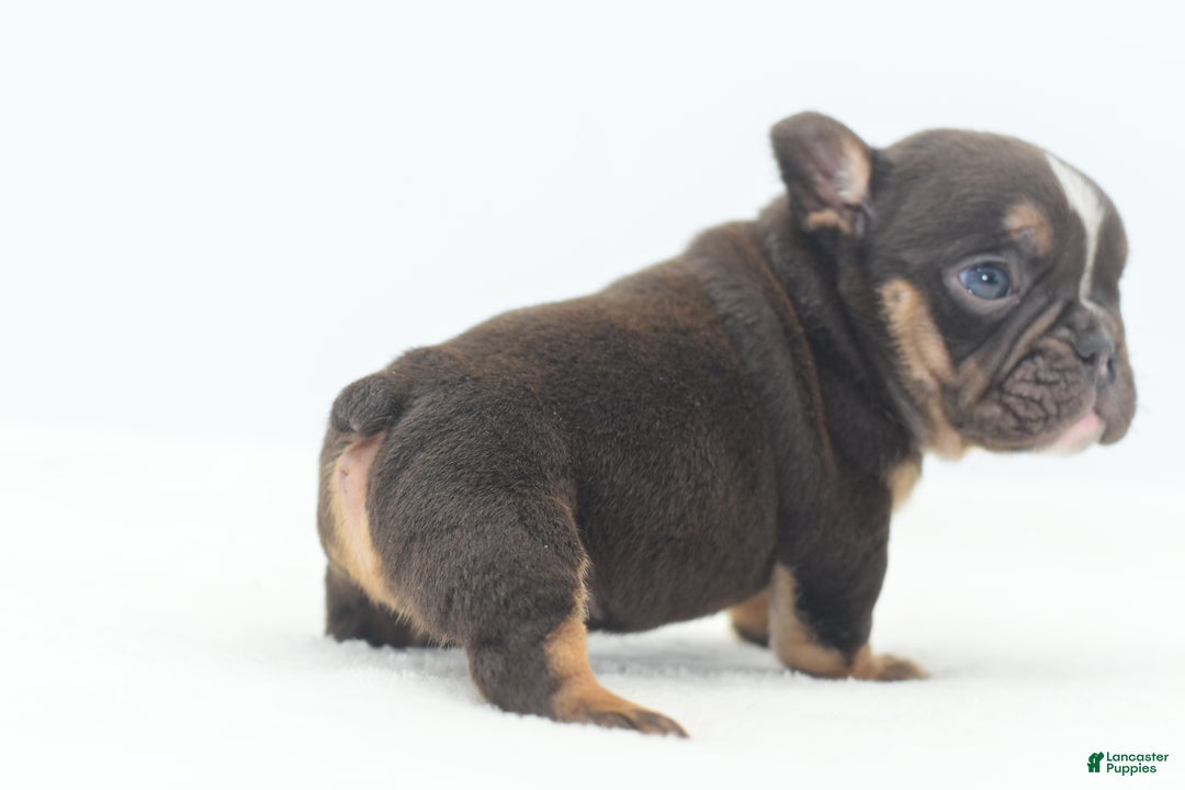 Mixed Breed dogs for sale: Kong micro bully hybrid  - Ad 22