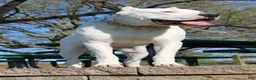 Dogo Argentino dogs for sale: Pink - Ad 8