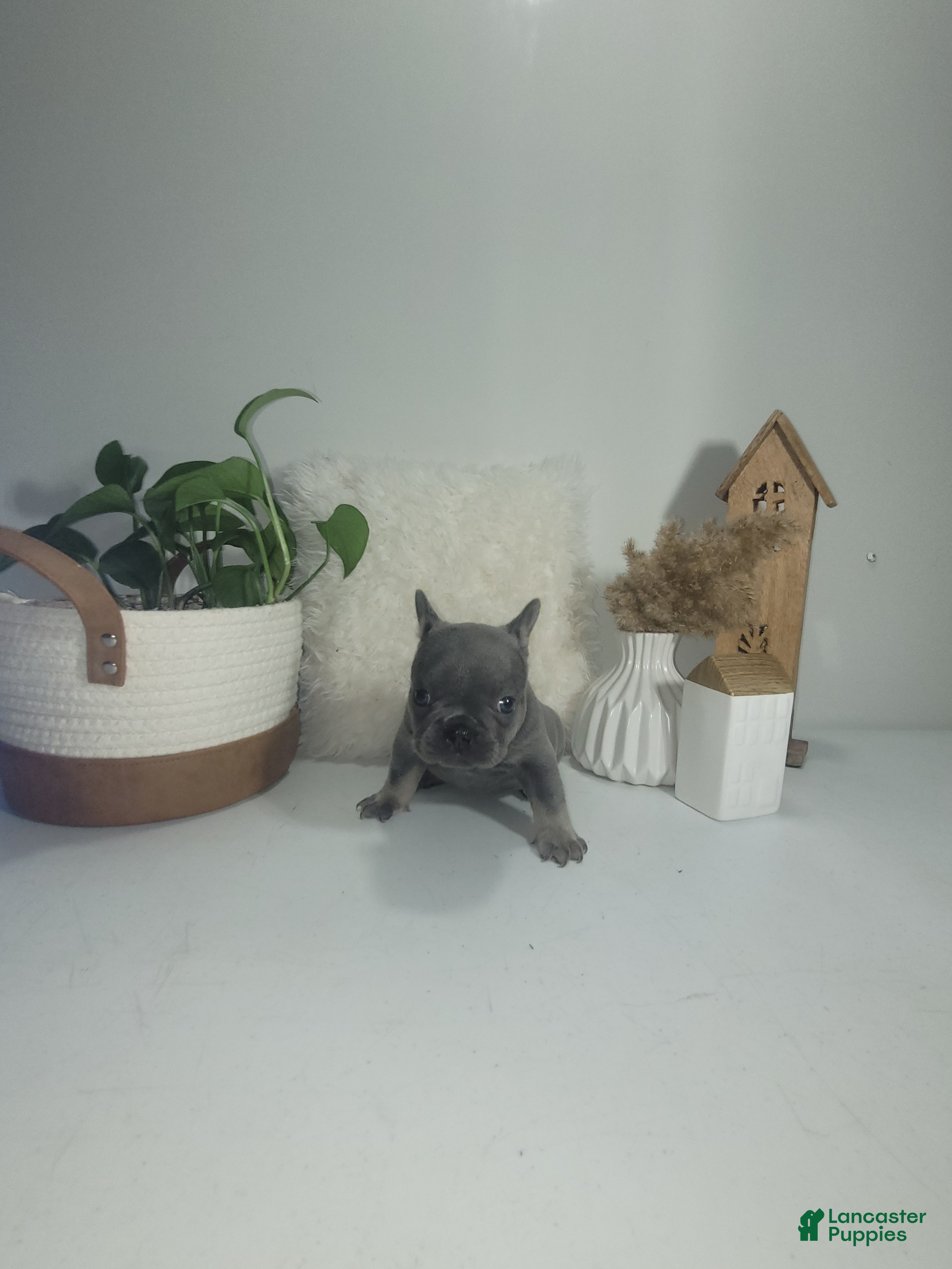 French Bulldog dogs for sale: French Bulldog Puppy 6 - Ad 4
