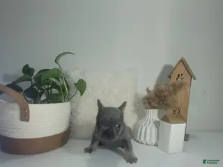 French Bulldog dogs for sale: French Bulldog Puppy 6 - Ad 4