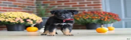 German Shepherd dogs for sale: Matthias - Ad 6