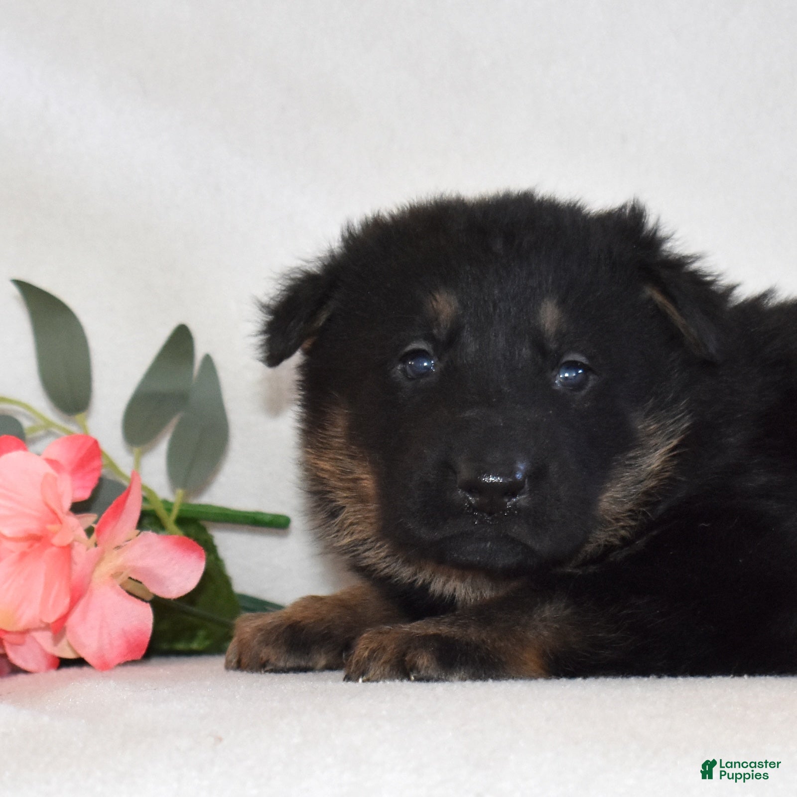 German Shepherd dogs Smokey - Ad 2