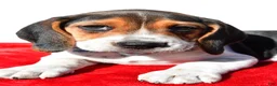 Beagle dogs for sale: Moose - Ad 5