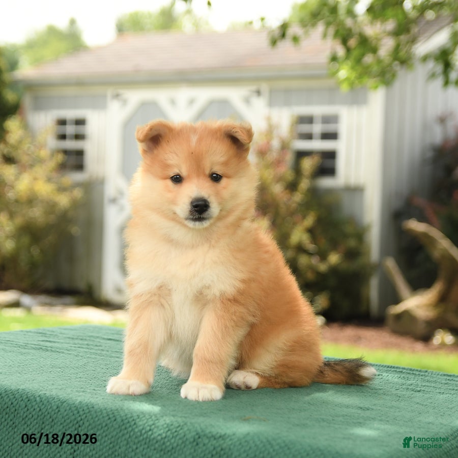 Pomsky dogs for sale: Kai  - Ad 3