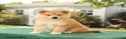 Pomsky dogs for sale: Kai  - Ad 1