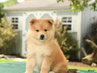 Pomsky dogs for sale: Kai - Ad 3
