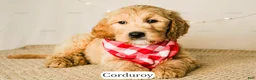 Goldendoodle dogs for sale: Corduroy - Ad 9