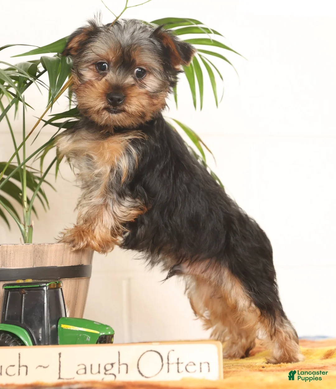 Yorkshire Terrier dogs for sale: Bowie - Ad 7