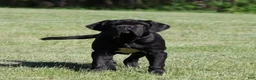 Neapolitan Mastiff dogs for sale: Neapolitan Mastiff Puppy 1 - Ad 13