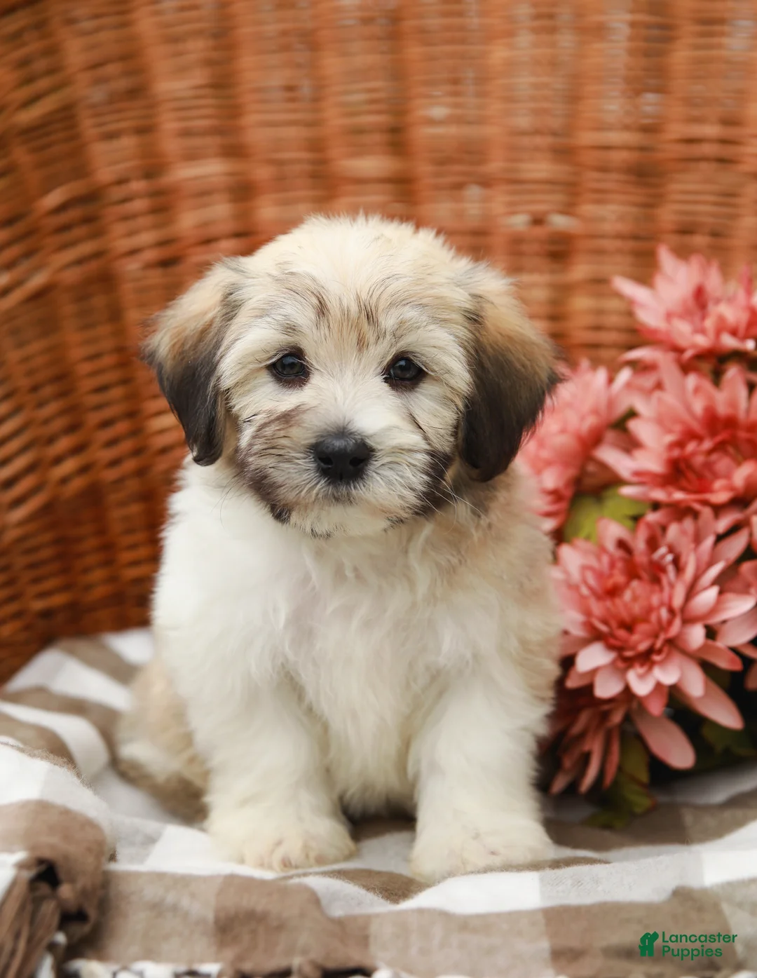 Havanese dogs for sale: Buddy - Ad 2