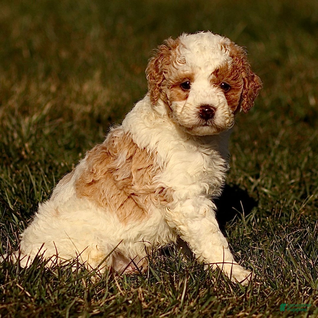 Mini Bernedoodle dogs for sale: Harley - Ad 2