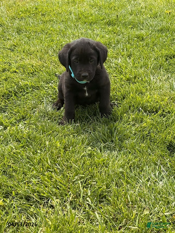 Mixed Breed dogs Chuck - Ad 31