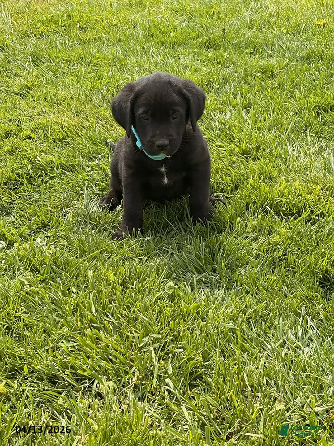 Mixed Breed dogs for sale: Chuck - Ad 1