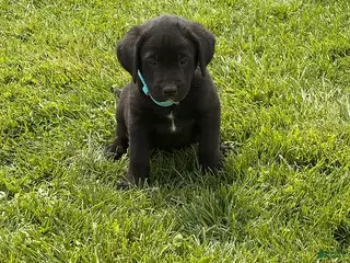 Mixed Breed dogs Chuck - Ad 35