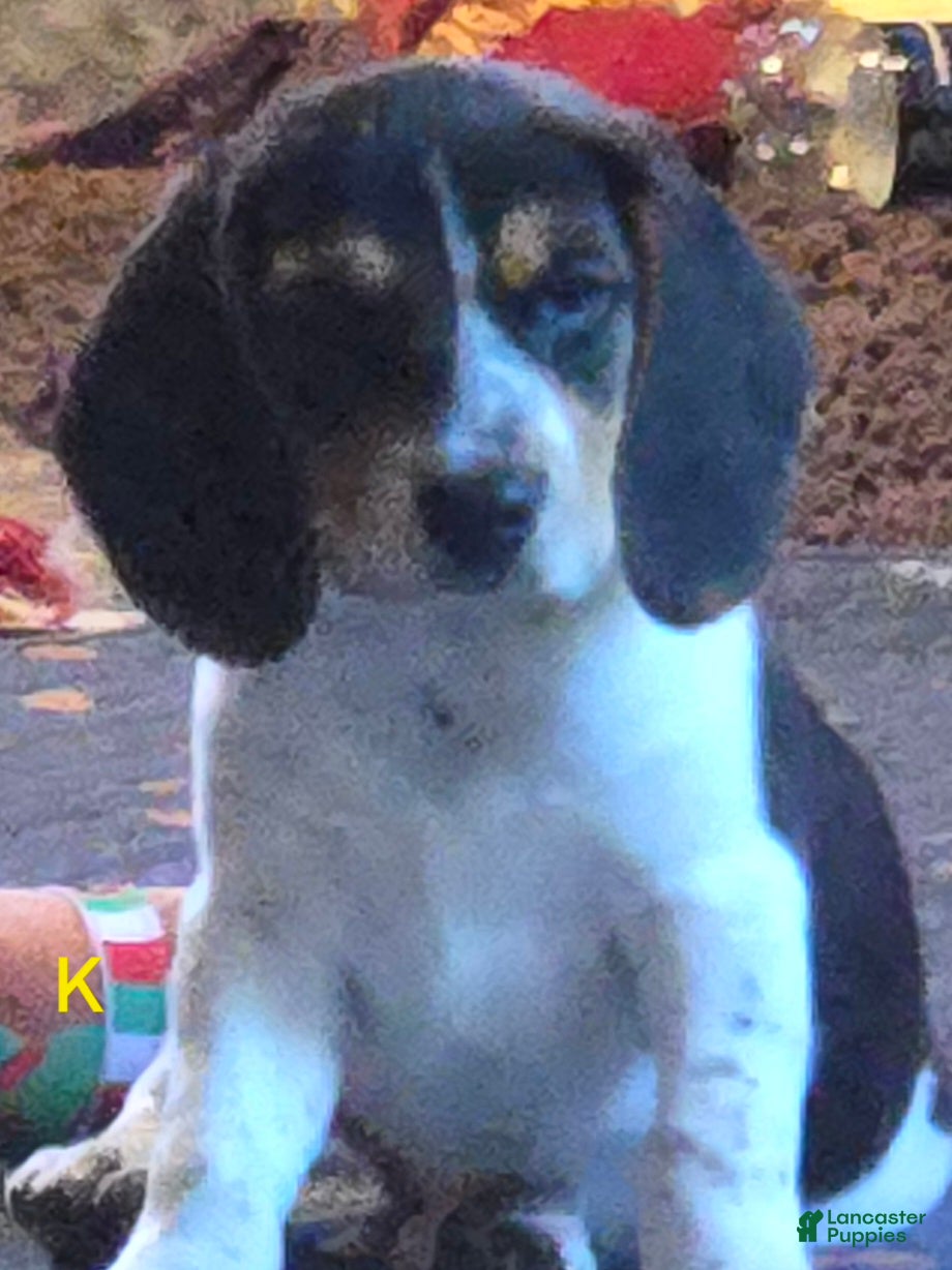 Beagle dogs Kylie - Ad 2