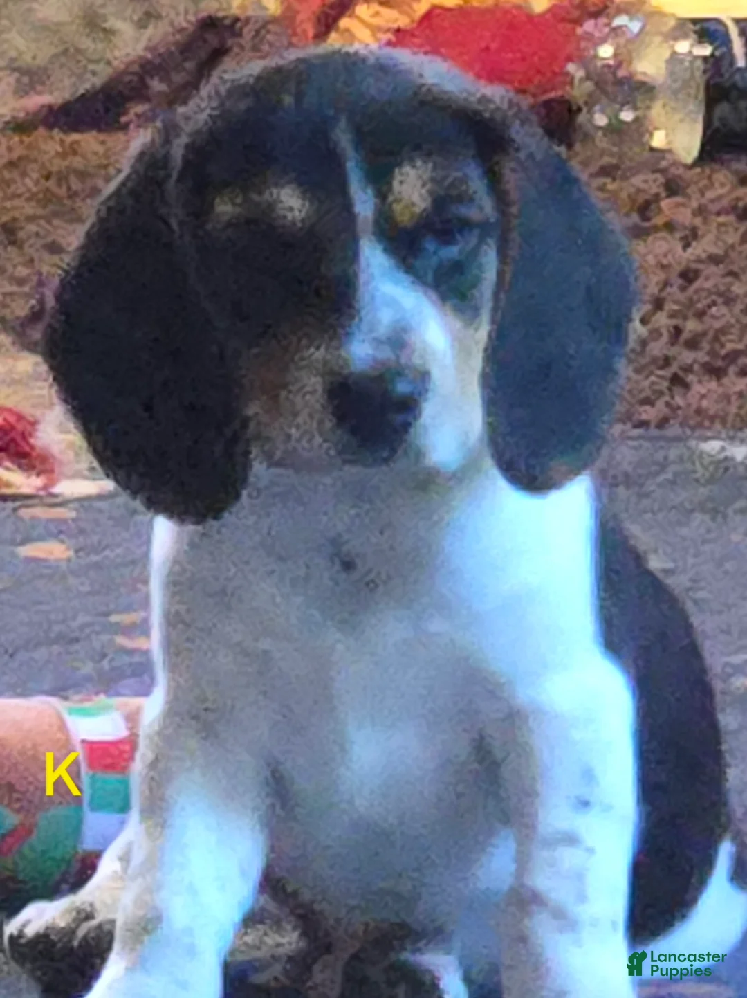 Beagle dogs for sale: Kylie - Ad 2