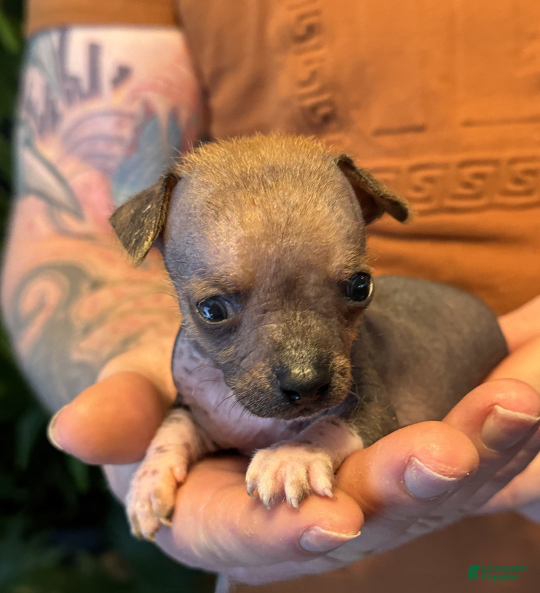 Mixed Breed dogs for sale: Chief - Ad 8