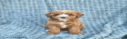 Toy Poodle dogs for sale: Misha  - Ad 1