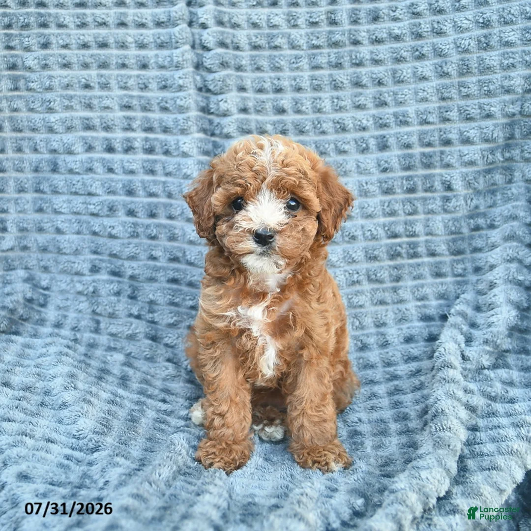 Toy Poodle dogs for sale: Misha  - Ad 1