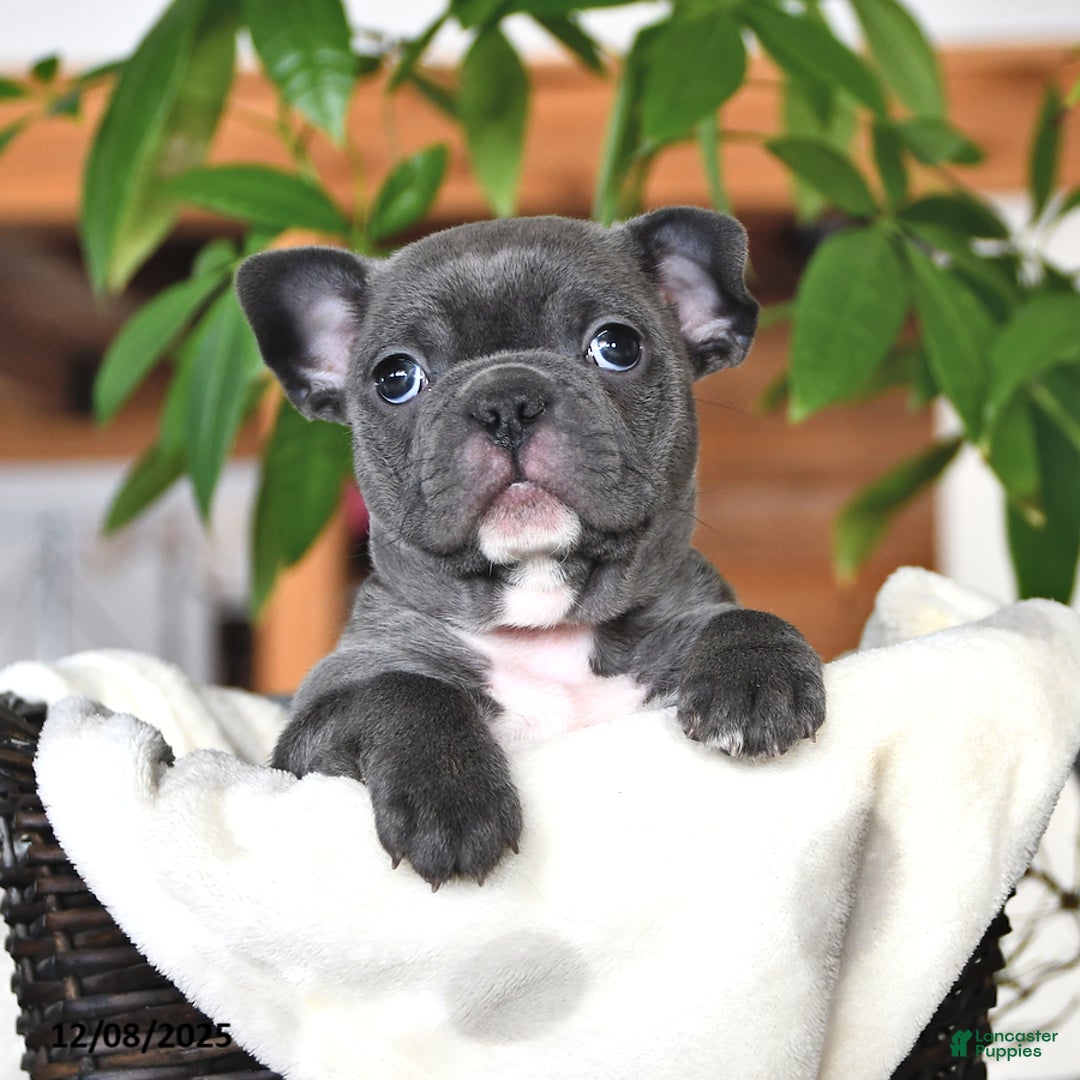 Frenchton dogs for sale: Elsie - Ad 3