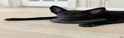 German Shepherd dogs for sale: Freya - Ad 2
