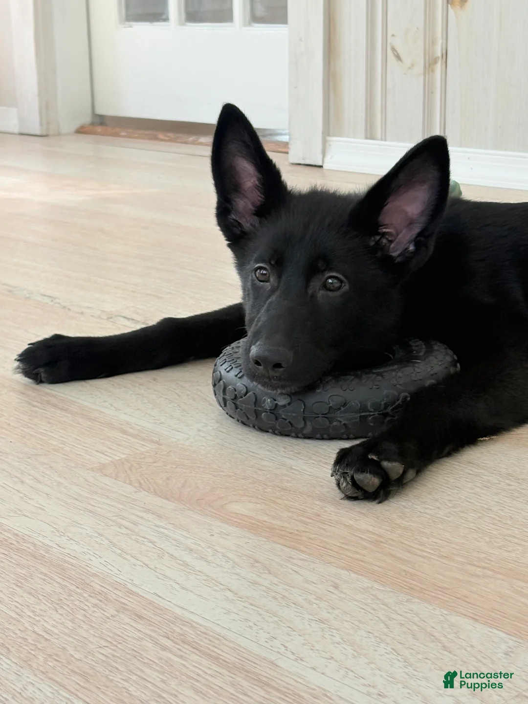 German Shepherd dogs for sale: Freya - Ad 2