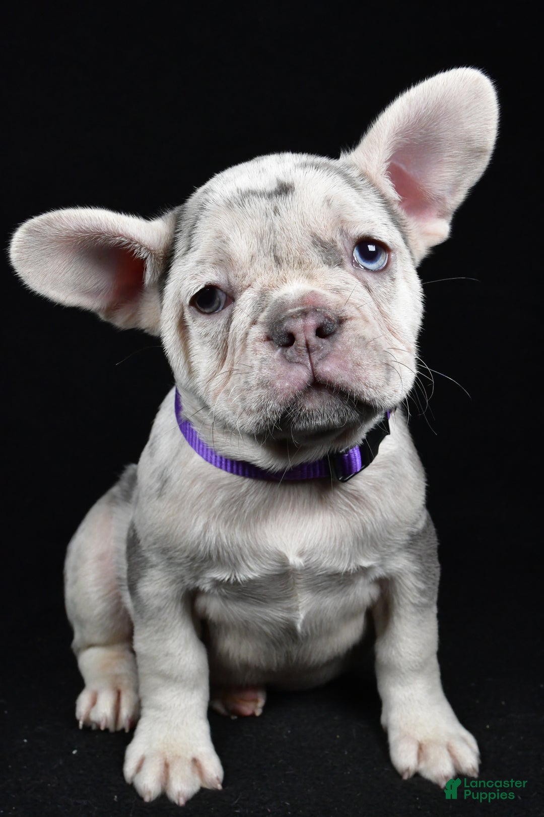 French Bulldog dogs for sale: Bonnie  - Ad 3