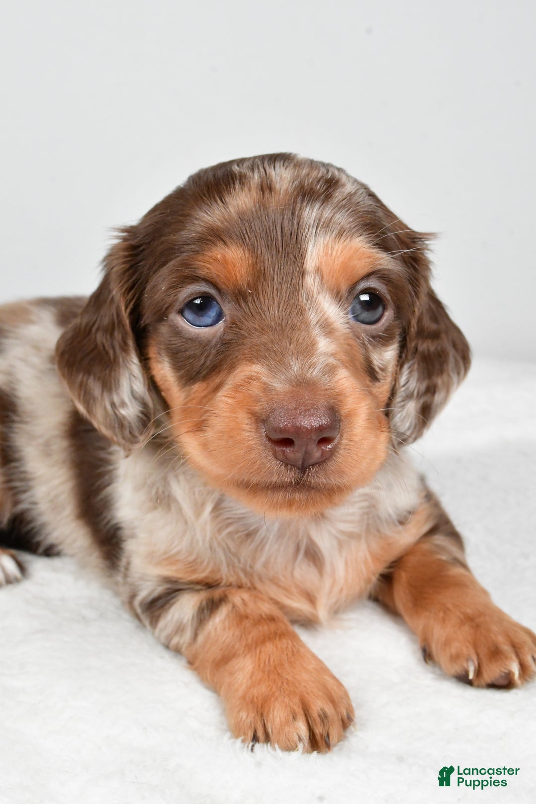 Miniature Dachshund dogs for sale: Casey  - Ad 6