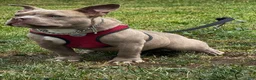 American Bully dogs for sale: Draco - Ad 6