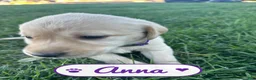 Labrador Retriever dogs for sale: Anna - Ad 1