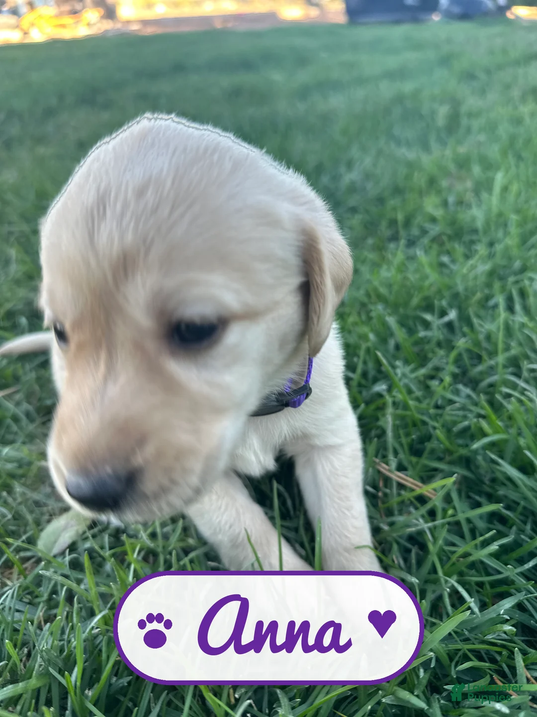 Labrador Retriever dogs for sale: Anna - Ad 1