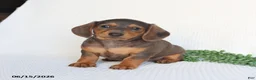 Miniature Dachshund dogs for sale: Dolly - Ad 5