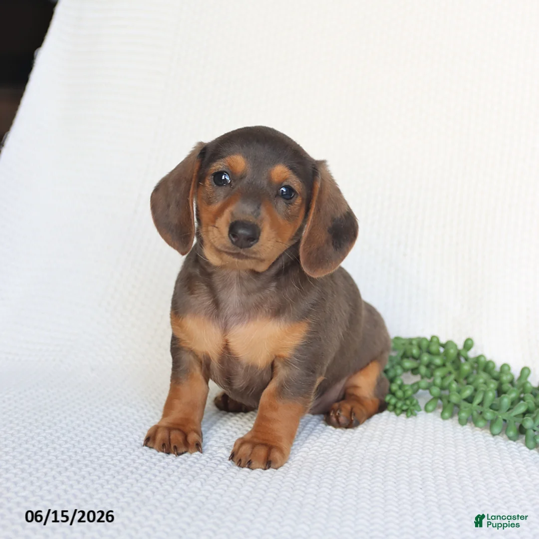 Miniature Dachshund dogs for sale: Dolly - Ad 5