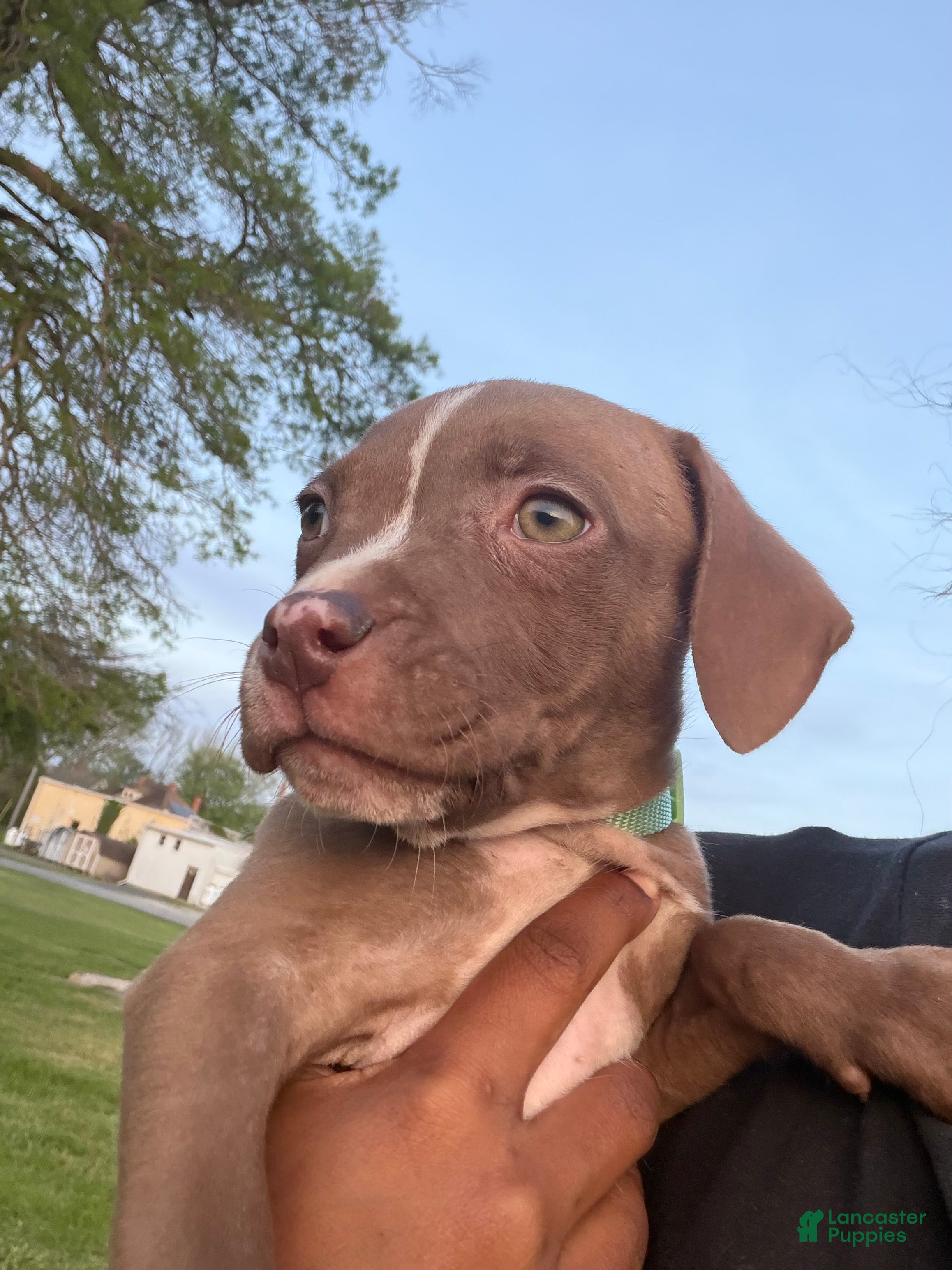 Mixed Breed dogs Mixed Breed 2 - Ad 10