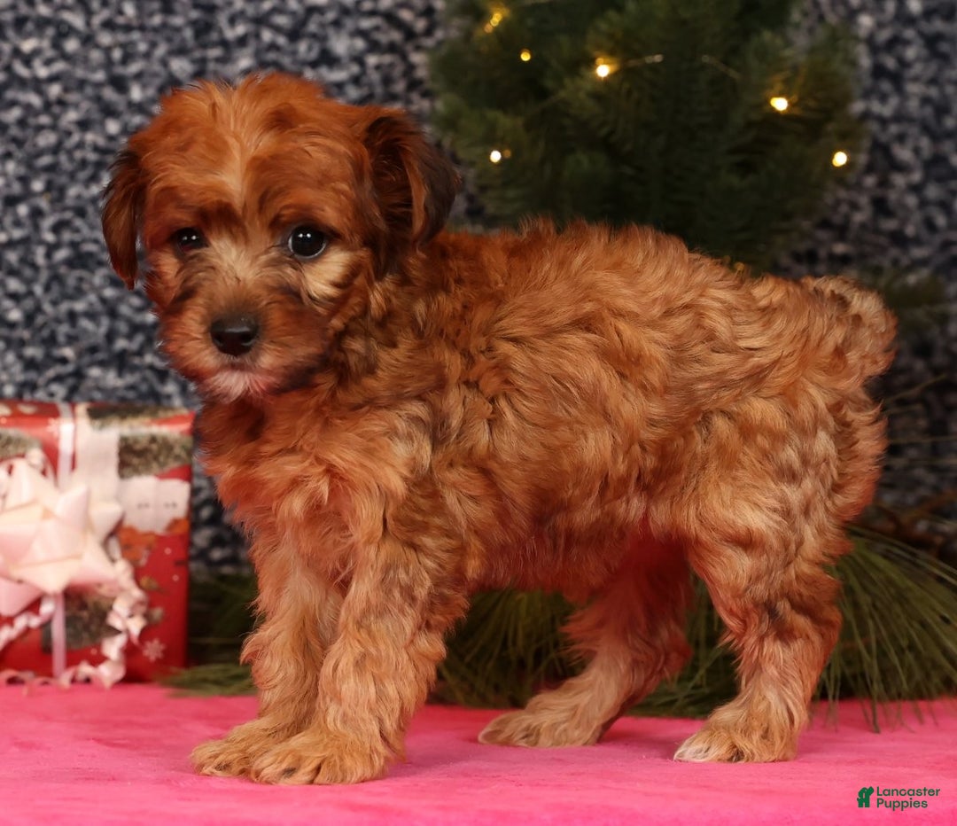 Yorkiepoo dogs for sale: Melanie - Ad 5