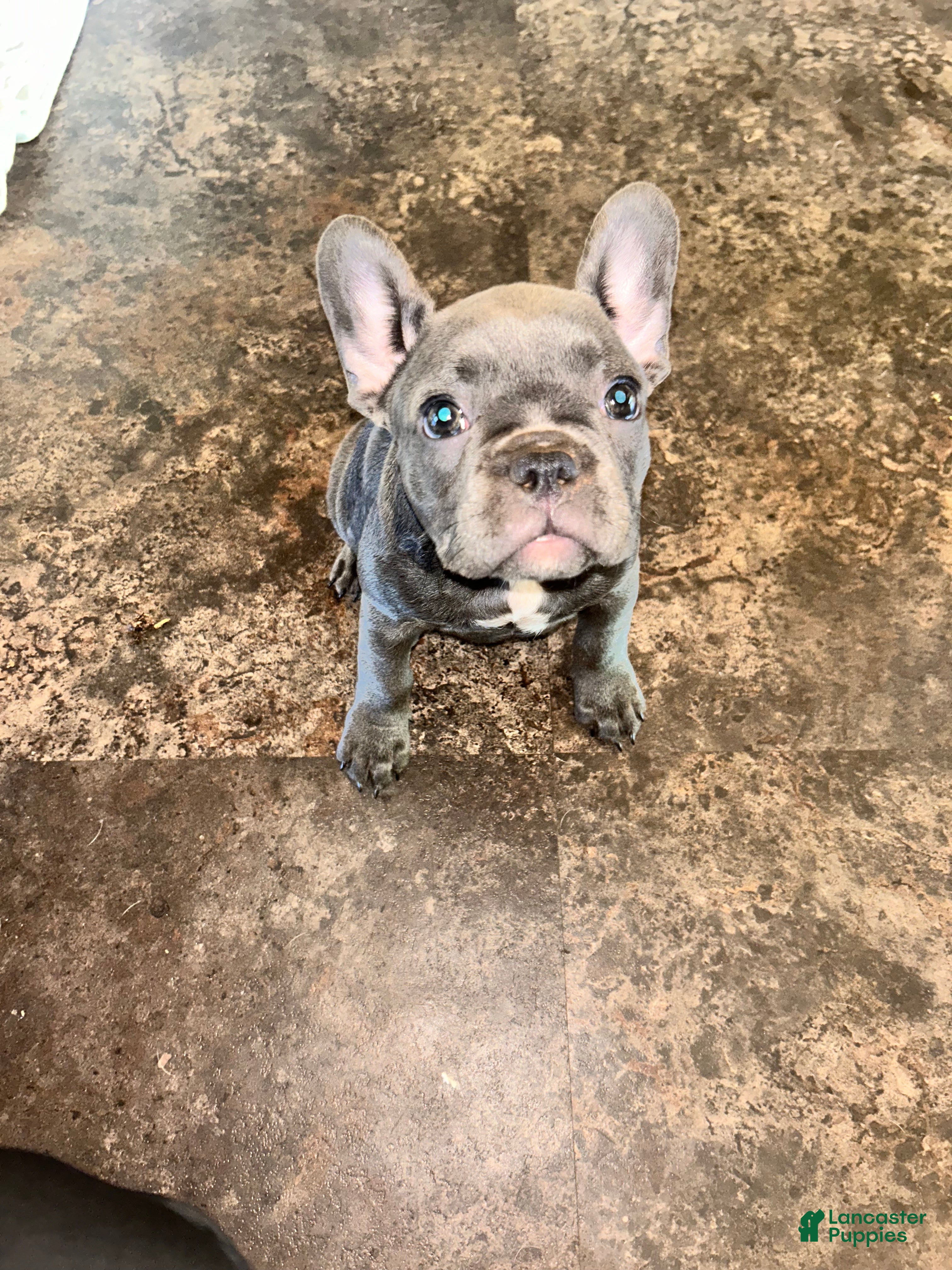 French Bulldog dogs Maggie - Ad 37