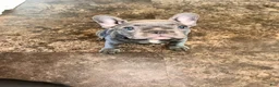 French Bulldog dogs for sale: Maggie - Ad 1