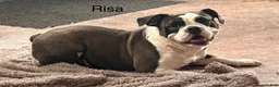 English Bulldog dogs for sale: Marla - Ad 5