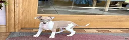 Italian Greyhound dogs for sale: Forest  - Ad 2