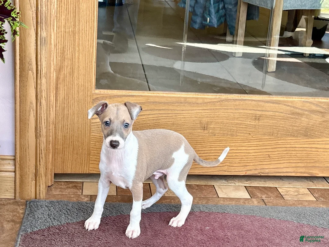 Italian Greyhound dogs for sale: Forest  - Ad 2