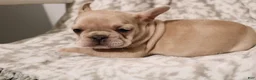 French Bulldog dogs for sale: Lacey - Ad 17