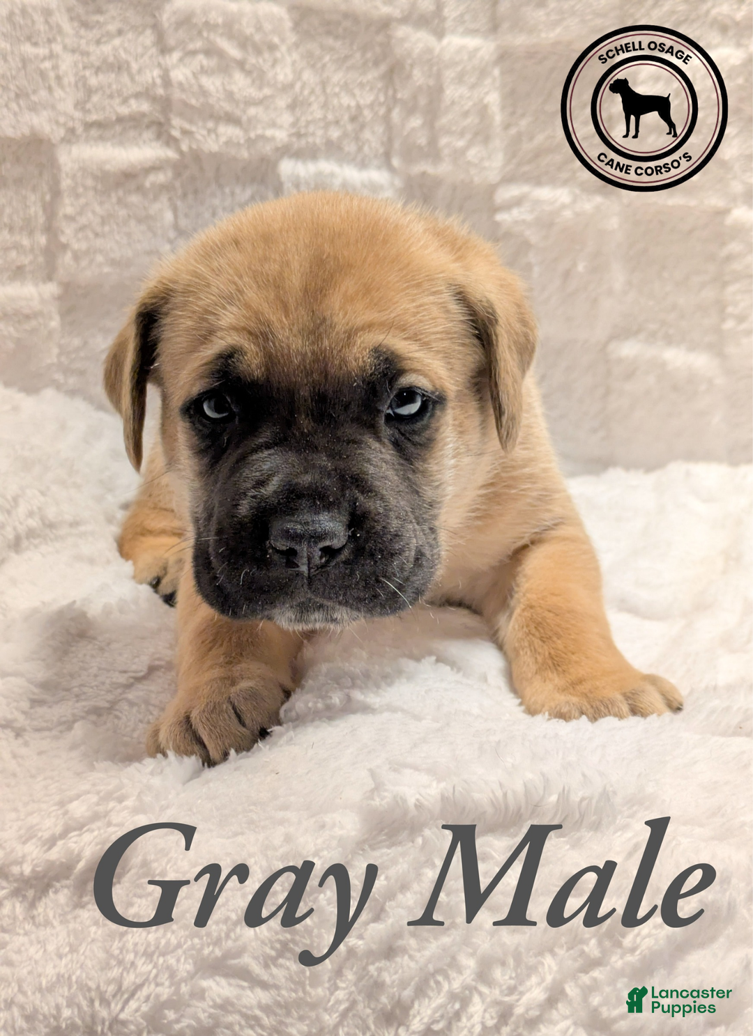 Cane Corso dogs for sale: Gray - Ad 4