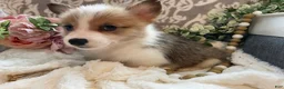 Welsh Corgi Pembroke dogs for sale: Sage - Ad 9