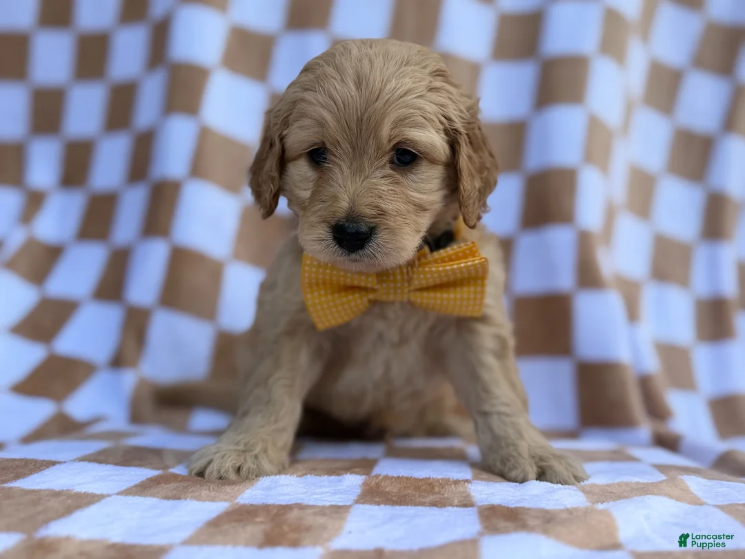 Goldendoodle dogs for sale: Benson - Ad 2