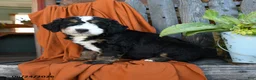 Bernedoodle dogs for sale: Quest - Ad 5