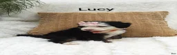 Mini Bernedoodle dogs for sale: Lucy  - Ad 2
