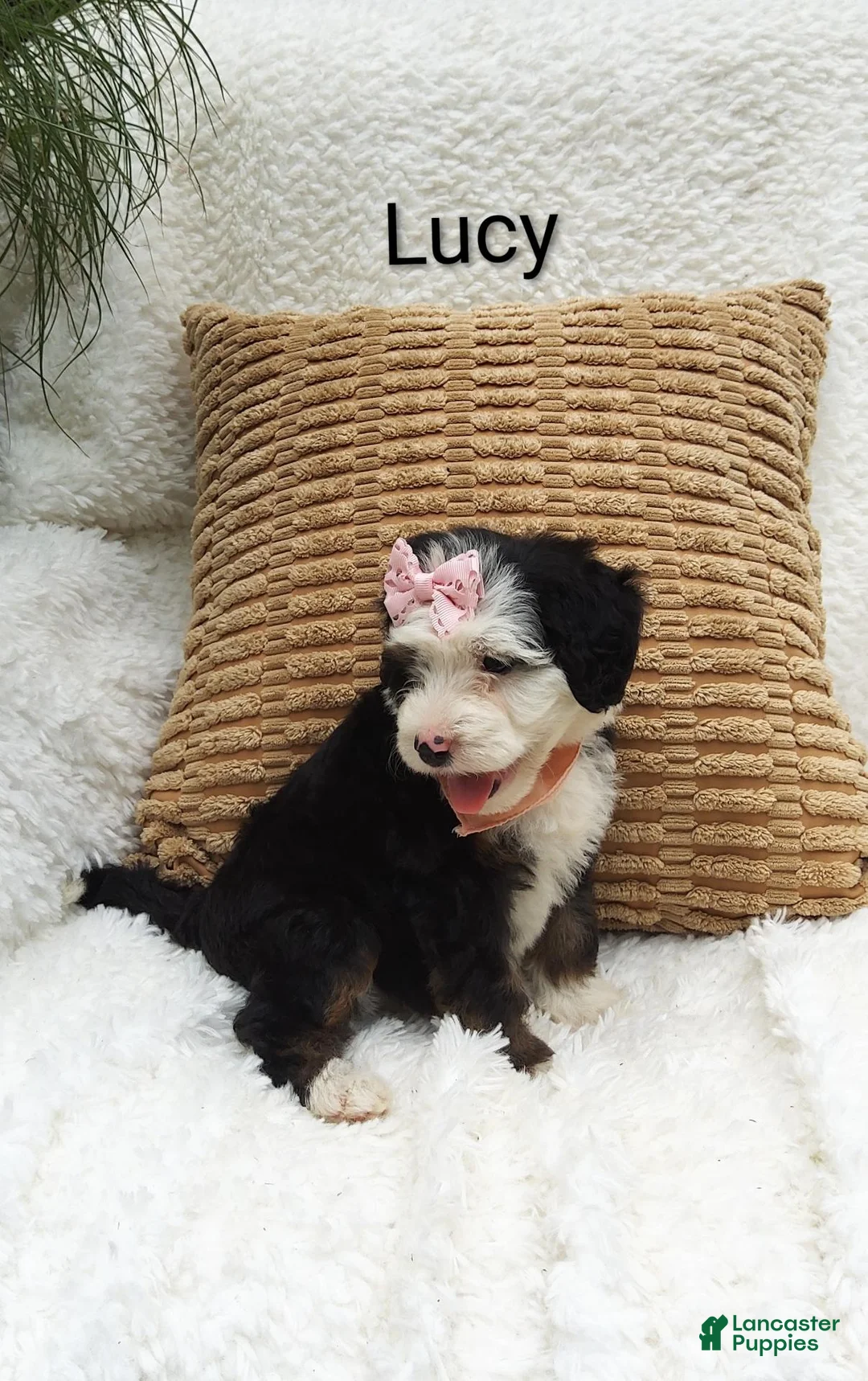 Mini Bernedoodle dogs for sale: Lucy  - Ad 2