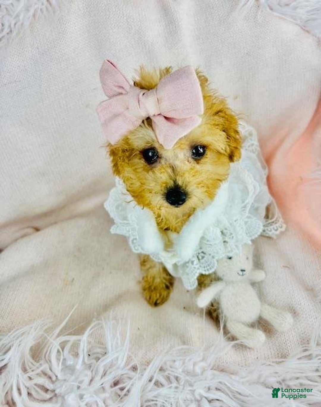 Toy Poodle dogs for sale: Toy Poodle Puppy 2 - Ad 3