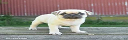 Pug dogs for sale: Lilac - Ad 4