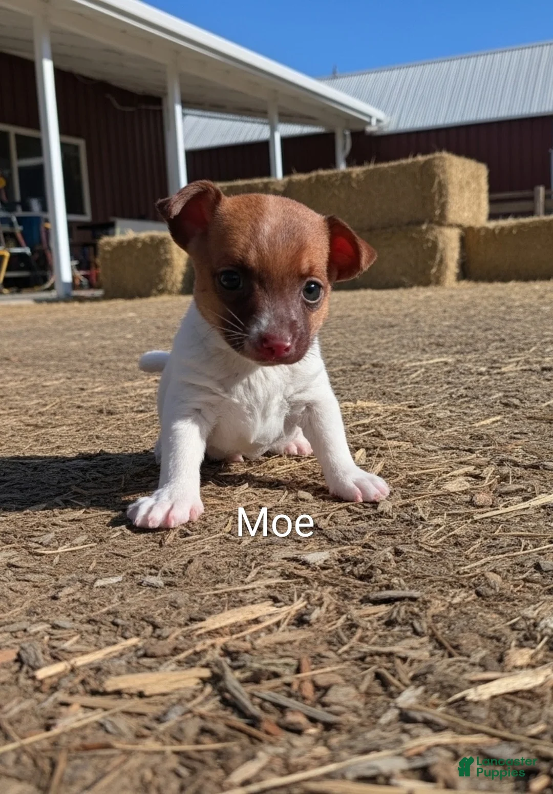 Chihuahua dogs for sale: Chihuahua Puppy 4 - Ad 2